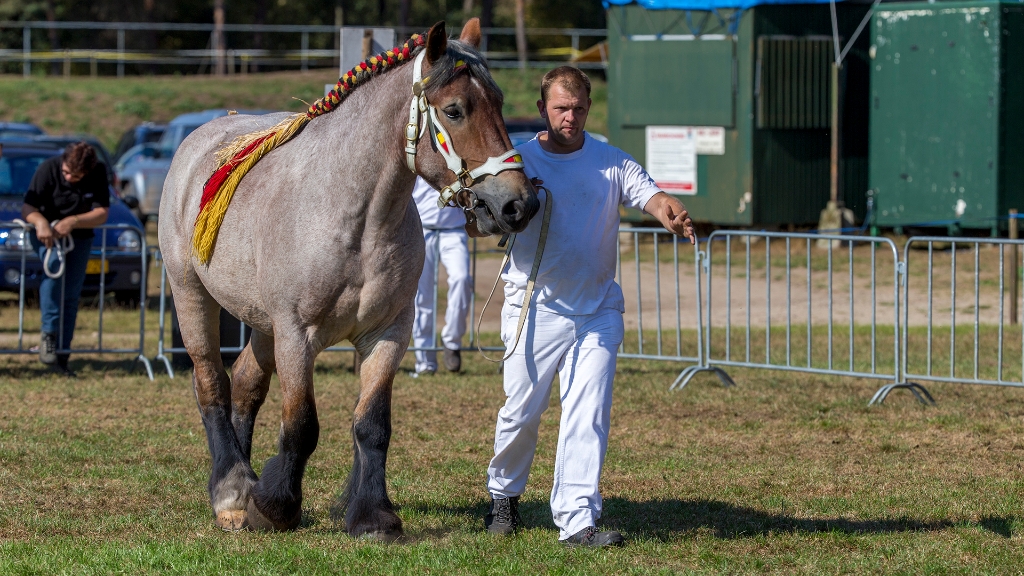 Lierop Fokpaardendag 2016 (103).jpg - Lierop Fokpaardendag 2016